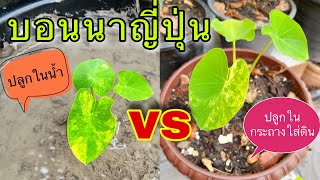 บอนนาญี่ปุ่น ปลูกแบบไหนดี ? | iAmp Diary