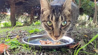 2匹のさくら猫に給餌すると美味しそうに全部食べた。When I fed two Sakura cats, they ate everything deliciously.  Vol.428