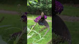 Spicebush swallowtail, Papilio troilus #butterfly #insects #nature