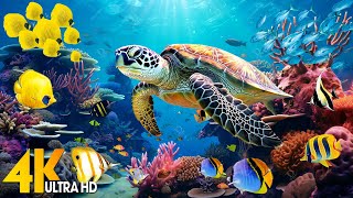[NEW] 11HRS Stunning 4K Underwater Wonders - Relaxing Music, Coral Reefs, Fish-Colorful Sea Life #65