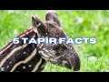 TOP 5 TAPIR FACTS | ANIMAL FACTS | #Shorts