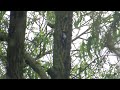 syrian woodpecker bialystok poland 20.05.15