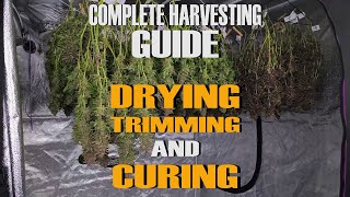 HOW TO HARVEST WEED LIKE A CHAMP  ( FULL PROCESS: DRYING, TRIMMING, CURING )