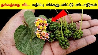 தங்கத்தை விட மதிப்பு மிக்கது விட்டு விடாதீர்கள் | Unni Chediyin Payangal | Lantana Camara Uses Tamil