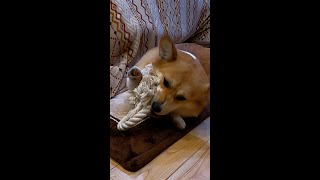 夢中になってロープで遊ぶコーギー / Corgi playing with rope enthusiastically #コーギー #corgi #サクラ