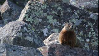 Marmot in Yellowstone National Park