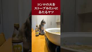 コンロの火をストーブみたいにあたるヤツ #shorts #猫 #ネコ #ねこ #cat #保護猫 #多頭飼育 #多頭飼い