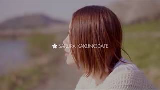 【2018 SAKURA KAKUNODATE Short ver GH5】秋田県仙北市角館桧木内川桜並木 Akita Japan Kakunodate Hinokinaigawasakura