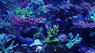 120g SPS Reef Tank - System Overview