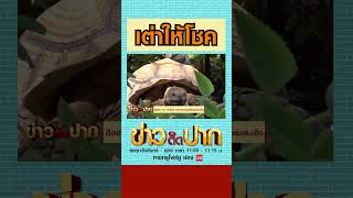 เต่าลายพระสมเด็จให้โชครับเงินล้าน คอหวยแห่ส่องหาเลขเด็ด งวดนี้มาแน่!! l ข่าววันนี้ True4U #SHORTS