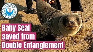 Baby Seal caught in two different entanglements