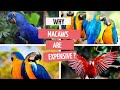 Why Macaws are Expensive? | मकाव क्यों महंगे होते है ? | #macaws #blueandgoldmacaw #shaikhtanveer