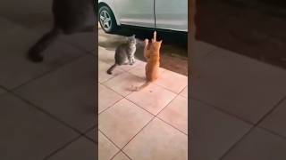 hi cats #cat#catlover#lovecats#catvideo#love#cute#youtubeshorts#shortscat#shareinvitation#subscribe
