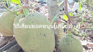 วิธีเสียบยอดขนุน(เสียบข้าง)