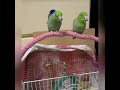 豬兜豬標等食飯 我的寵愛❣️太平洋鸚鵡pacific parrotlet