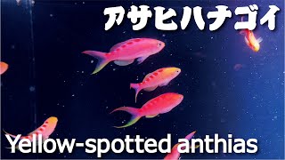 【4K Japan Aquarium】Yellow-spotted anthias【Subscribe Now】