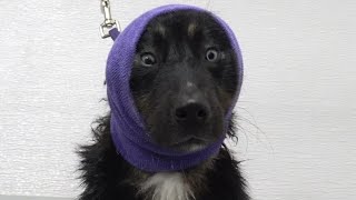 Husky mix loses SO MUCH HAIR