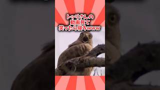 トッリさんの動画見て笑ったら寝ろwwwww