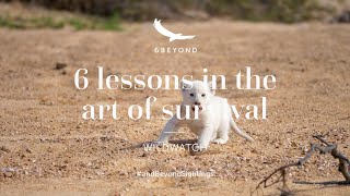 6 lessons in the art of survival | WILDwatch