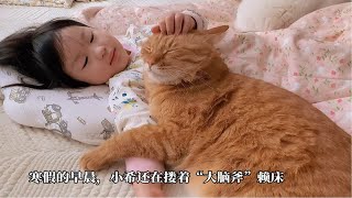 元气满满的小猫咪们可以治愈你的一整天