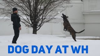 Dog Days of Snow