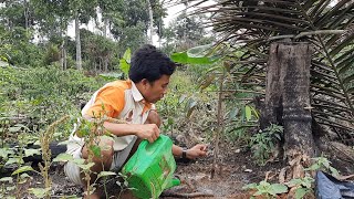 dk keluarga tani merawat tanaman setelah  aedil dan ibu masak masak gorengan bakwak