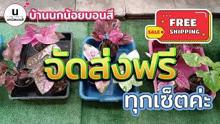 EP.17 : ชุดเซ็ตสวยๆ จัดส่งฟรีค่ะ #บ้านนกน้อยบอนสี #บอนสีโบราณ โทร.0846242215