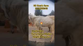 Heavy weight furry hansa male#bakraeid #hansagoat #heavyweightbakra #hansa #bakramandi #viralshorts