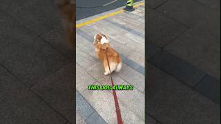 This Dog Got Moves Shorts