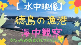 【水中映像】徳島県の漁港を海中観察。2022年２月の極寒期・・・