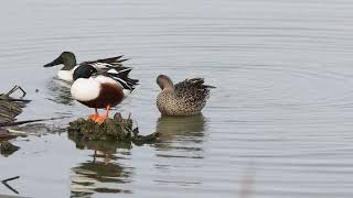 Northern Shovelers at Leonabelle Turnbull Birding Center