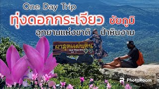 One Day Trip l ทุ่งดอกกระเจียว อุทยานแห่งชาติ ป่าหินงาม ชัยภูมิ