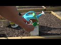 How To Plant Peppers  Complete Guide to Transplanting and Fertilizing