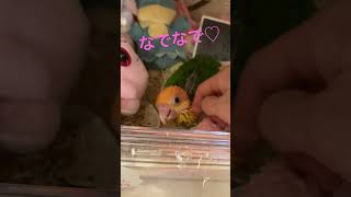 シロハラインコ １ヶ月半の赤ちゃん♡なでなで好きになれ～ #インコ#インコのいる暮らし#シロハラインコ #雛 #鳥飼