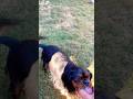 cute cavalier dog loves playing fetch