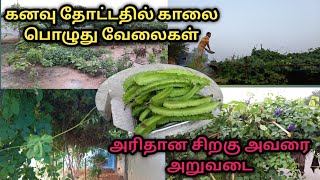 Morning Routine in Dream Garden | Garden DIML | Dream Garden Harvest | கனவு தோட்டம் சிறகுஅவரை அறுவடை