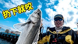 Unstoppable seabass fishing in Tokyo Bay