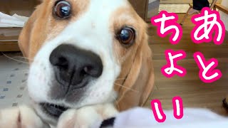 パパの靴下にもう少しで届きそうなビーグル犬さつきさんがめちゃくちゃかわいかった件Beagle that seems to reach daddy's socks soon