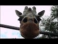 giraffe look into the camera.キリンに思いっきりカメラを覗き込まれた。