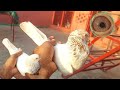 White Kabootar K Ma Or Bhai Ka Shok | Hashim Mahmood Pigeons