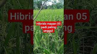 Padi Paling Unggul Padi Hibrida Mapan 05