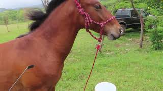 Bay Horse, handsome Crispy the colt gets desensitation lessons