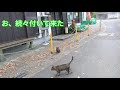 登山途中で出会った猫達。歓迎？　警戒？　もしかしたら。。