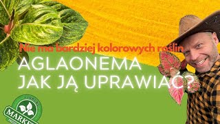 AGLAONEMA, tego nie wiedzieliście o uprawie🪴 SŁOŃCE CZY CIEŃ?🧐