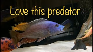 Predator Haps African cichlid 7” Nimbochromis Fuscotaeniatus