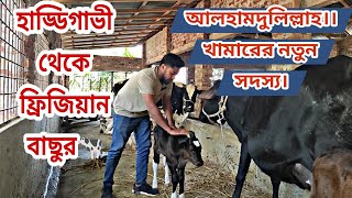 আলহামদুলিল্লাহ। খামারে এবার  হাড্ডিসার গাভী হতে ফ্রিজিয়ান বাছুরের আগমন❣️🐄