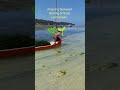 Amazing...Seaweed farming 😍 !! Nusa Lembongan  #bali #trendingshorts #trending #travel