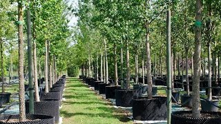 Big Trees Planting For shade in India || Big trees In pot in India || Big Tall shade  trees for sale