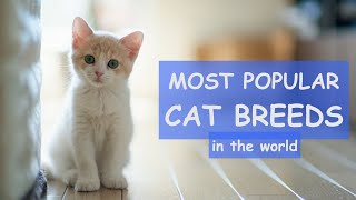 TOP 50 Most Popular CAT BREEDS In The World / balinese cat, korat cat, turkish angora cat...