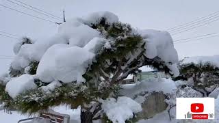 heavy snowfall in korea/ winter season/ कोरिया मा हिउ पारेको बेला। ......by Ramkaji khati